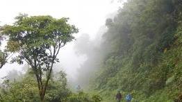 Landscape View of a dense foggy jungle